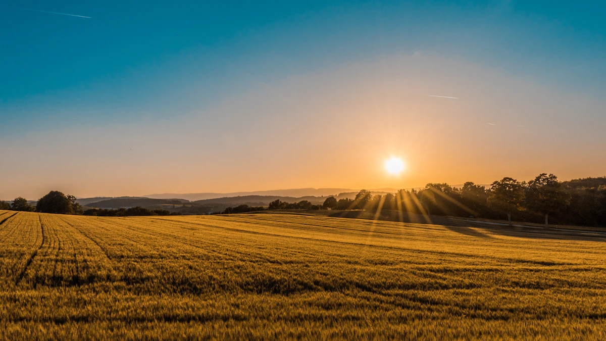 Northern rice fields